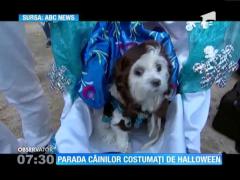 Parada costumelor de Halloween pentru câini