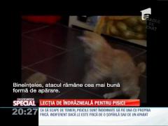 Special! Lecția de îndrăzneală a pisicii