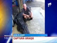 Crocodil de patru metri, capturat cu mâinile goale!
