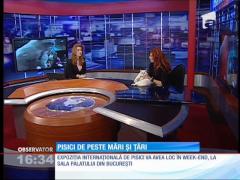 Expoziție internațională de pisici, la Sala Palatului