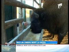 Încă un zimbru mort la Hațeg