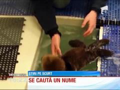 Un pui de vidra a devenit vedetă pe internet