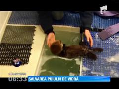 Salvarea puiului de vidră