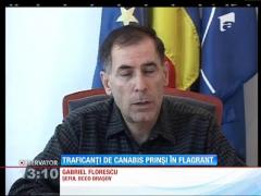 Traficanţi de canabis prinşi în flagrant