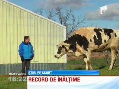 Cea mai înaltă văcuţă din lume