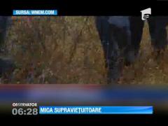 O fetiţă de doi ani a supravieţuit 24 de ore într-o pădure din SUA
