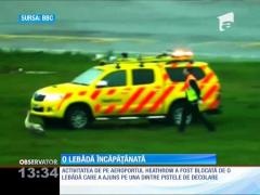 Doi angajaţi de la aeroportul Heathrow din Londra au fugărit o lebădă