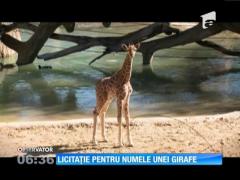Un american a plătit 50 de mii de dolari să-l poată boteza pe un pui de girafă!