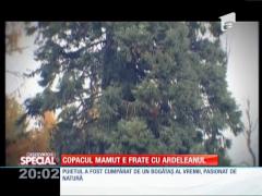 Arborele gigant din Ardeal