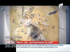 Musca zobi, distrugătoarea de case