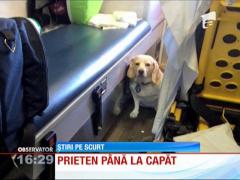 Cel mai fidel prieten al omului e un câine din Statele Unite