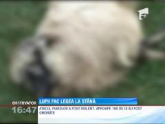 Lupii fac legea la o stână din Arad