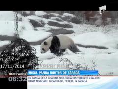 Un urs panda de la o grădina zoologică din Toronto e îndrăgostit de zăpadă