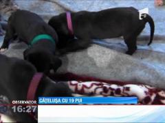 Căţeluşă cu 19 pui