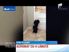 Acrobat cu patru lăbuțe