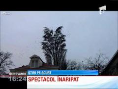 Spectacolul păsărilor