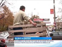 Un proprietar de stână s-a dus cu oile la... protest