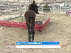 Proteze pentru măgărușul Zoe