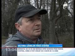 Un bărbat, victima câinilor fără stăpân