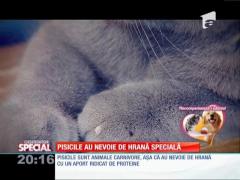 SPECIAL! Pisicile au nevoie de hrană specială