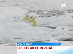 Un pui de urs polar a devenit vedetă pe internet