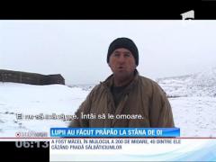 O haită de lupi a sfâşiat 40 de oi, într-o stână de lângă Suceava