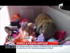 Special! Iepurele și sortatul șosetelor