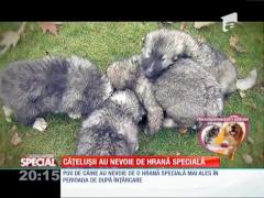 Special! Cățelușii au nevoie de hrană specială