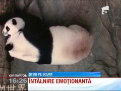 Singurii tripleţi panda din lume și-au întâlnit cu mama