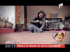 Special! Pisicile au nevoie de dietă echilibrată