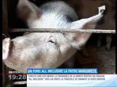 Câte un porc pentru fiecare familie care petrece Crăciunul la pensiunile de la Bran