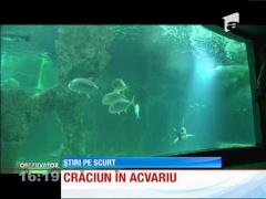 Ornamente de Crăciun și pentru pești!