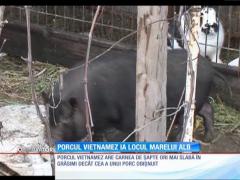 Porcul vietnamez, mai sănătos ca cel românesc