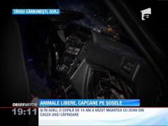 Animalele libere, capcane pe șosele