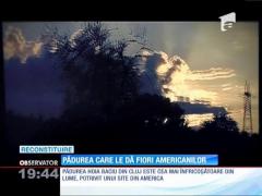 Cea mai înfricoşătoare pădure din lume, în România