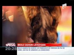 SPECIAL! Micile cadiouri lătrătoare