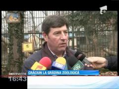 Cum sărbătoresc animalele de la zoo Crăciunul