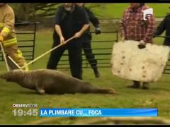 La plimbare cu o focă rătăcită
