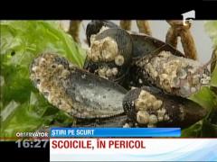 Scoicile, o raritate în meniurile restaurantelor