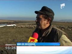 Ciobani din Hunedoara se laudă că au în staul zeci de miei