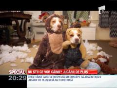 Jucăriile de pluş, fericirea câinilor