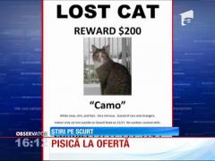 Pisica vândută la ofertă