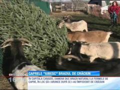 Caprele ”iubesc” bradul de Crăciun