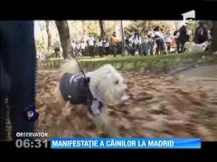 Manifestație a câinilor la Madrid