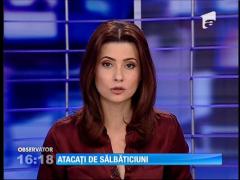Panică în Valu lui Traian! O gospodărie a fost atacată de o haită de câini sălbatici