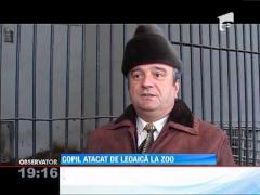 Un copil a fost rănit de o leoaică la grădina zoo din Rădăuţi