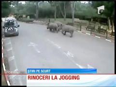 Rinoceri la jogging