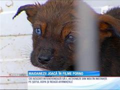 Maidenezii joacă în filme pentru adulţi