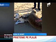 Prietenie între o focă și un câine