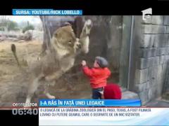 O leoaică a ajuns vedetă pe internet